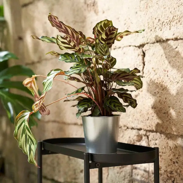 12cm Plant Flower Pot Metal In/Outdoor Plant Holders - ZR Online Solutions